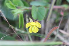 Chamaecrista rotundifolia